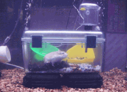 hamster bajo agua